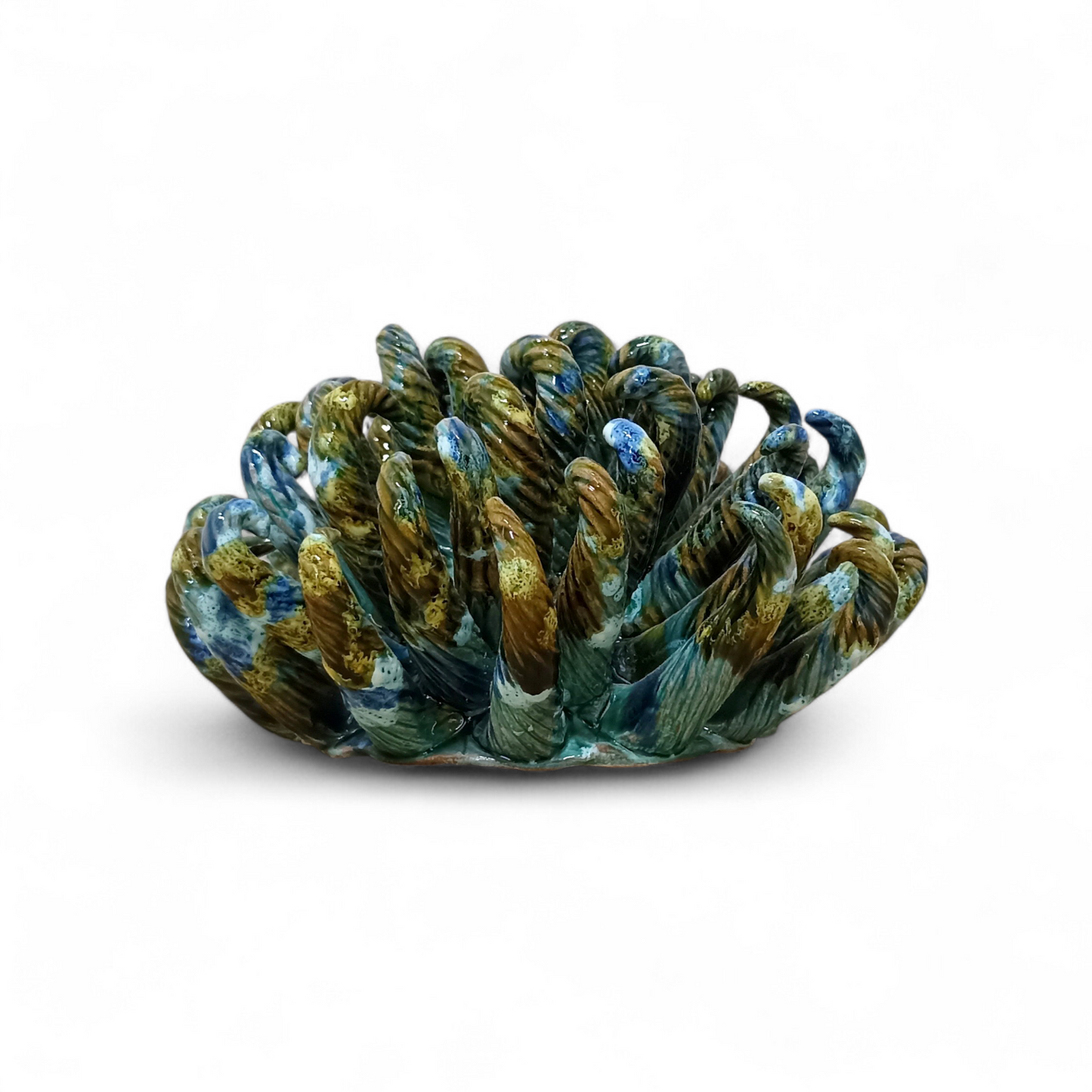 Anemone di mare Caltagirone 