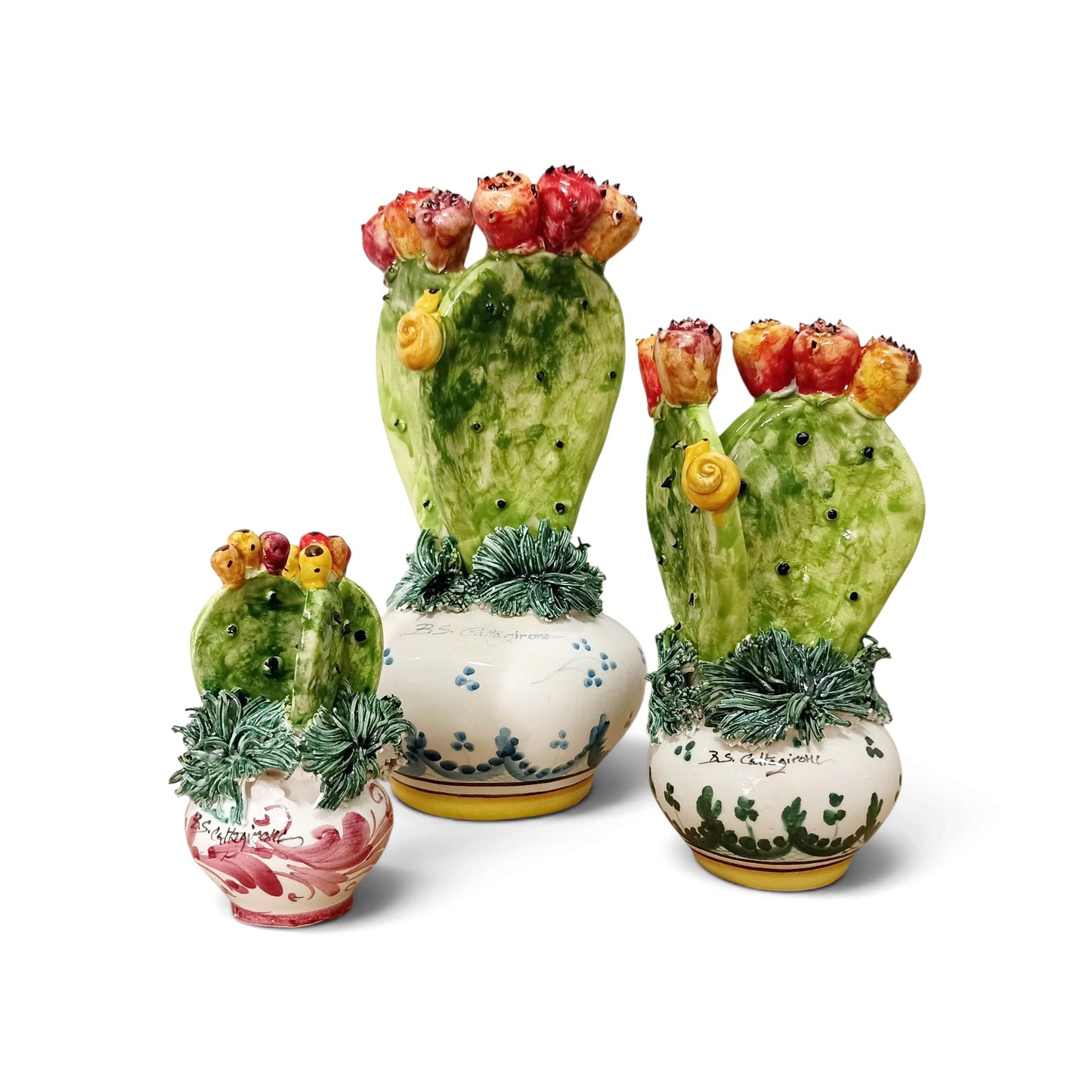 pianta cactus caltagirone