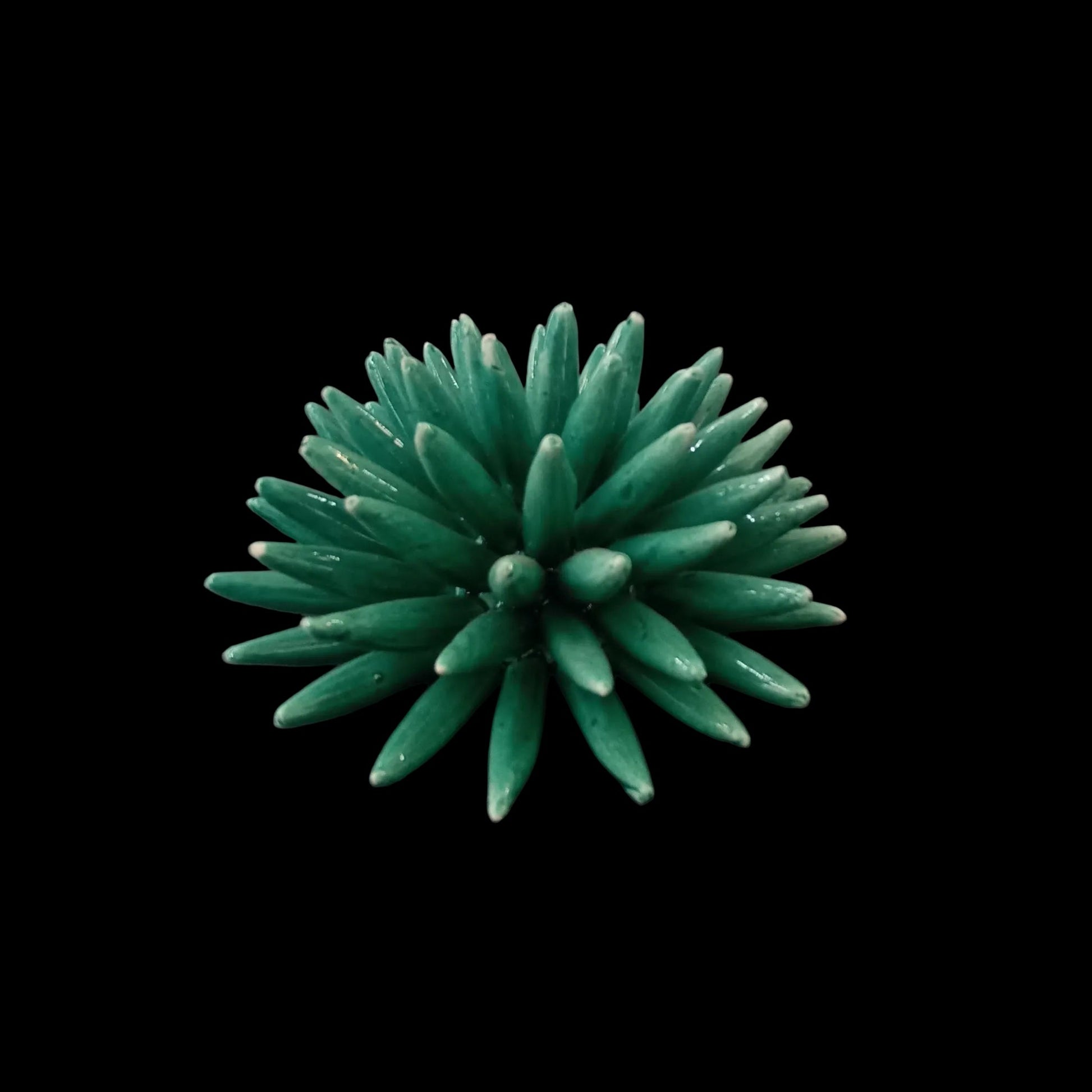 ricci di mare in maiolica fratantoni